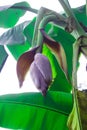 Banana Tree With Banana Blossom And Green Fruits Royalty Free Stock Photo