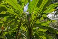 Banana tree with Banana blossom