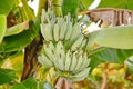 Banana tree. Banana flower. Banana leaf. Banana plant. Banana fruit.Tropical banana Royalty Free Stock Photo