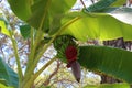 Banana tree. Banana flower. Banana leaf. Tropical banana plant.