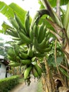 Banana tree and banana fruits Royalty Free Stock Photo