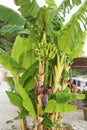 banana tree with banana fruits at Parga town Greece Royalty Free Stock Photo