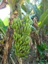 Banana tree Royalty Free Stock Photo