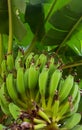 Banana tree , bananas on branch
