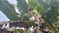 banana tree bearing fruit Royalty Free Stock Photo
