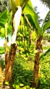 Banana tree bearing fruit in the garden Royalty Free Stock Photo