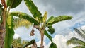 banana tree bearing fruit seen from below Royalty Free Stock Photo
