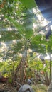 banana tree bearing fruit, with sunlight shining through the leaves in the background Royalty Free Stock Photo
