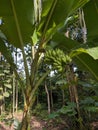 banana tree bearing fruit in the village garden Royalty Free Stock Photo
