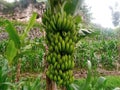 Banana tree bears a lot