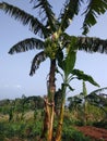 banana tree Royalty Free Stock Photo