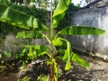 Banana tree behind my house in Indonesia