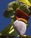 Banana Tree Bloom Royalty Free Stock Photo