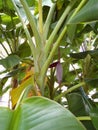 Banana Tree Bloom Royalty Free Stock Photo
