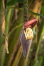 Banana tree bloom