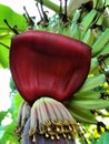 Banana tree banana bloossom Royalty Free Stock Photo