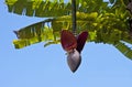 Banana tree blossom