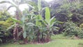Banana tree, West Java Indonesia Royalty Free Stock Photo