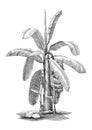 Banana tree botanical hand drawing vintage clip art Royalty Free Stock Photo