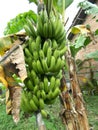 closeups of banana tree and the fruits.