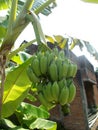 Banana tree Royalty Free Stock Photo