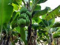 landscape, greenery, banana tree, row of trees Royalty Free Stock Photo