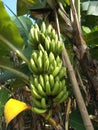 Banana tree bunch of big green fruit. Closeups.