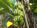 Banana tree bunch of green fruit on close ups Royalty Free Stock Photo