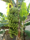 Banana tree bunch fruits