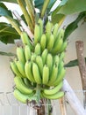 Banana tree bunch of green fruit closeups 