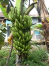 Banana tree bunch of green fruit 2. close ups Royalty Free Stock Photo