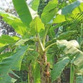 Banana tree with bunch of green growing raw bananas. Royalty Free Stock Photo