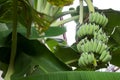 Banana tree with bunch of green growing raw bananas Royalty Free Stock Photo