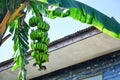 Banana tree, bunch of green unripe bananas in the backyard with rural house and blue sky background, copy space Royalty Free Stock Photo