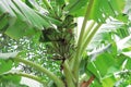 Banana tree