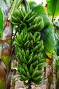 Banana tree with a bunch of growing bananas Royalty Free Stock Photo
