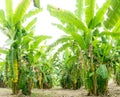 Banana tree with a bunch of growing bananas,darktone Royalty Free Stock Photo