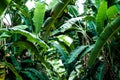 Banana tree with a bunch of growing bananas,darktone Royalty Free Stock Photo