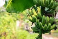 Banana tree with a bunch of growing bananas .Green bananas on a tree Royalty Free Stock Photo