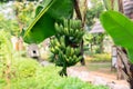 Banana tree with a bunch of growing bananas .Green bananas on a tree Royalty Free Stock Photo