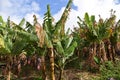 Banana tree with a bunch of growing bananas. Royalty Free Stock Photo