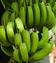 Banana tree with a bunch of growing bananas Royalty Free Stock Photo