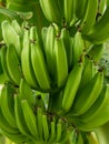 Banana tree with a bunch of growing bananas Royalty Free Stock Photo