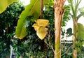 Banana tree with a bunch of growing green bananas in a greenhouse botanical garden Royalty Free Stock Photo