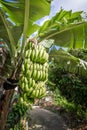 Banana tree with bunch of growing green bananas in village Royalty Free Stock Photo