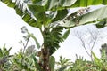 Banana tree with bunch of growing ripe green bananas. Bunch of green banana. Banana trees around the village. Banana Plantation. Royalty Free Stock Photo