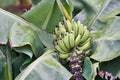 Banana tree with bunch of growing ripe green bananas Royalty Free Stock Photo