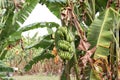 Banana tree with bunch of growing ripe green bananas tropical rain forest the garden in Thailand. Royalty Free Stock Photo