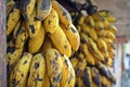 Banana tree with bunch of growing ripe yellow bananas, Royalty Free Stock Photo