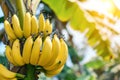 Banana tree with bunch of growing ripe yellow bananas, plantation rain-forest background. Ripe yellowing bananas hang in clusters Royalty Free Stock Photo